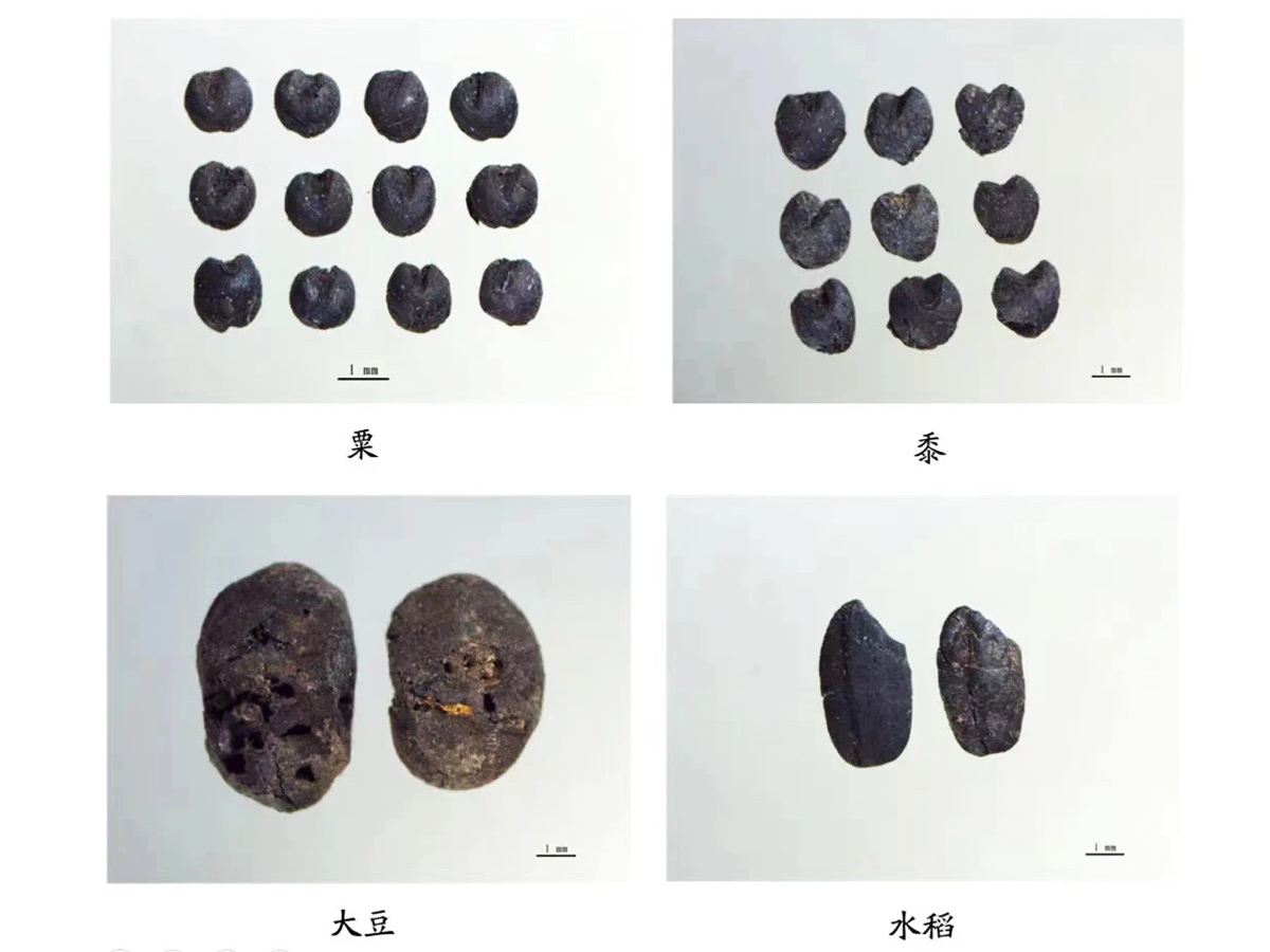 运城稷山东渠遗址出土的农作物炭化种子 