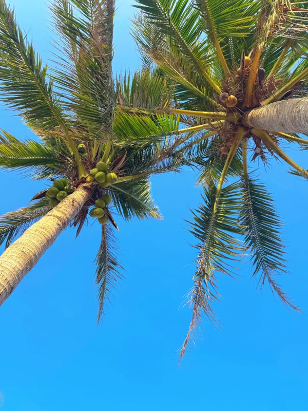 宝岛台湾椰子树